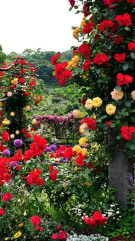 バラの花園、熱海リゾートホテルロイヤルウイングさん経営熱海アカオハーブ＆ローズガーデン特集