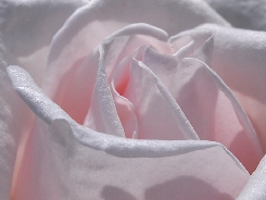 ようこそバラの花園へ、熱海のバラをお届けします