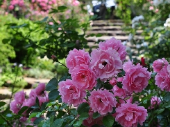 ようこそバラの花園へ、熱海のアカオハーブ＆ローズガーデンに咲き誇るバラたちに癒される